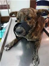 混種犬