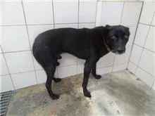 混種犬