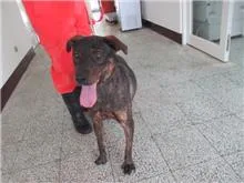 混種犬
