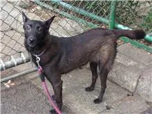 混種犬