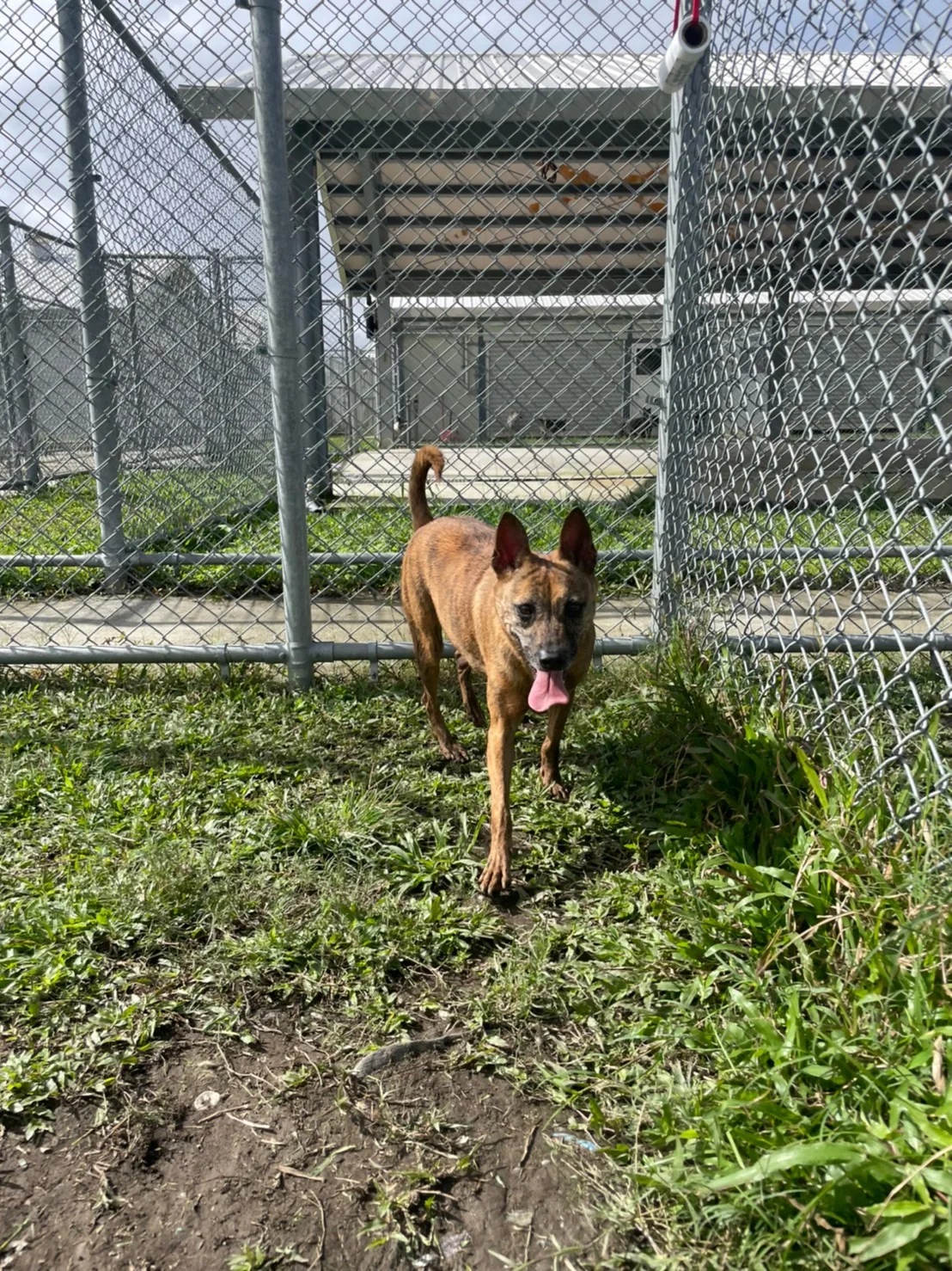 混種犬