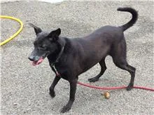混種犬