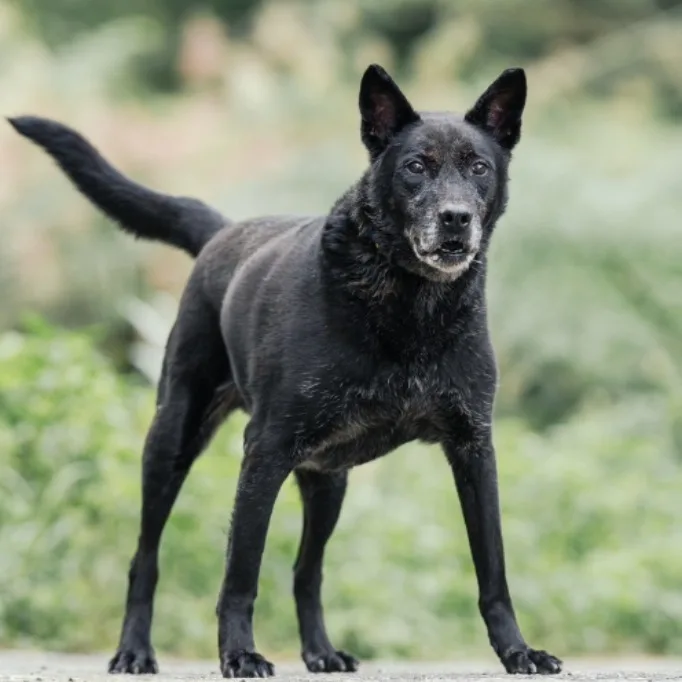 混種犬