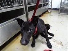 混種犬