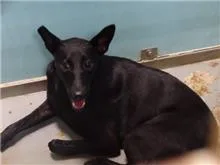 混種犬