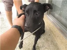 混種犬