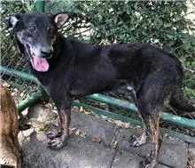 混種犬