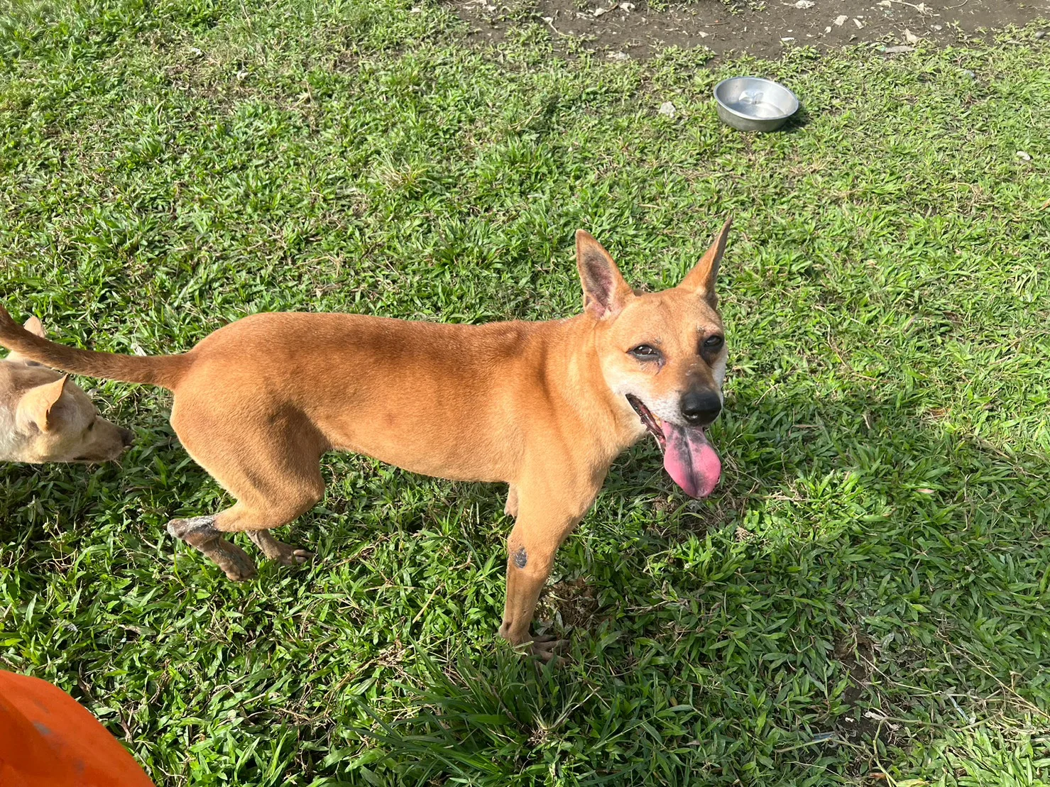 混種犬