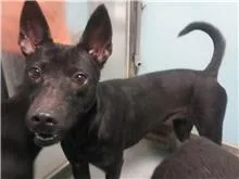 混種犬