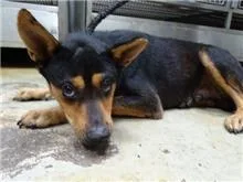 混種犬