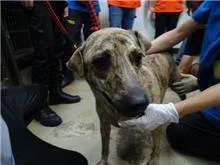 混種犬