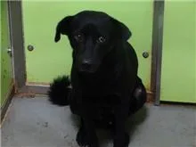 混種犬