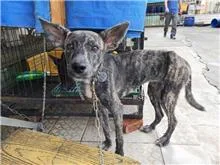 混種犬