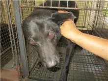 混種犬