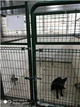 混種犬