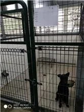 混種犬