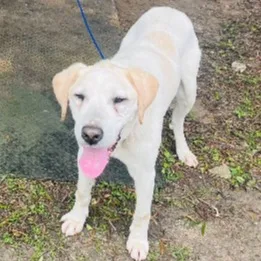 混種犬