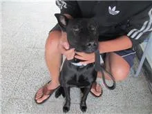 混種犬