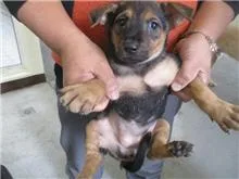 混種犬