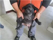 混種犬