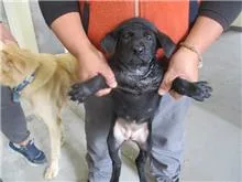 混種犬