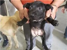 混種犬