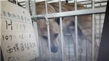 混種犬