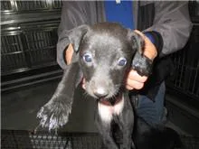 混種犬