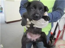 混種犬