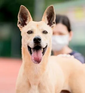 混種犬