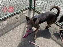 混種犬