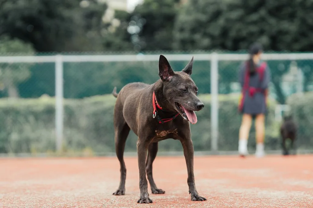 混種犬