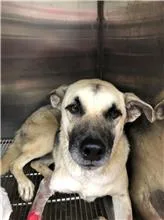 混種犬