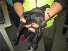 混種犬