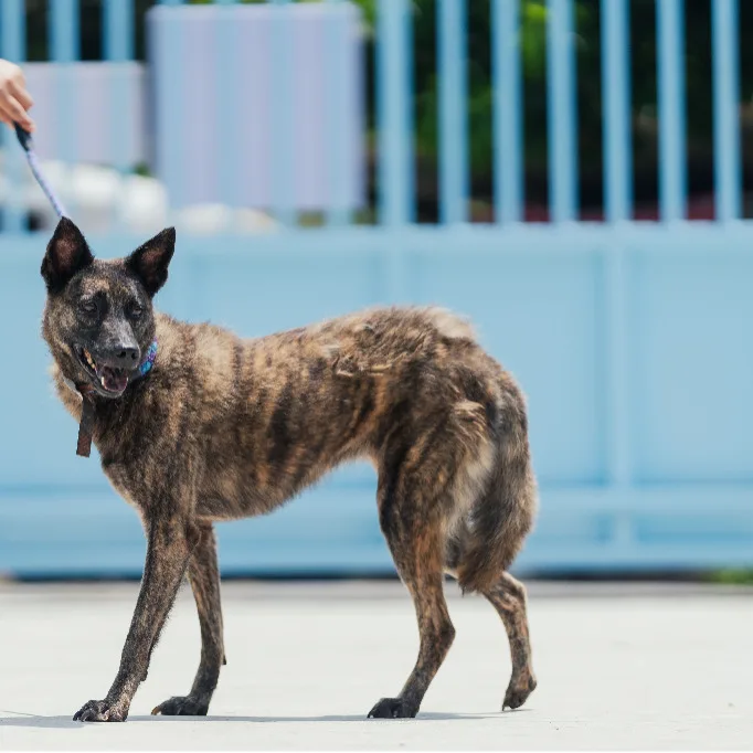 混種犬