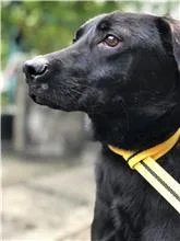 混種犬