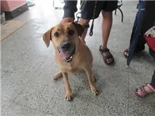 混種犬