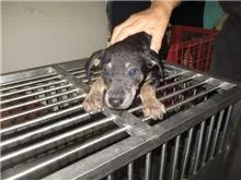 混種犬