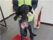 混種犬