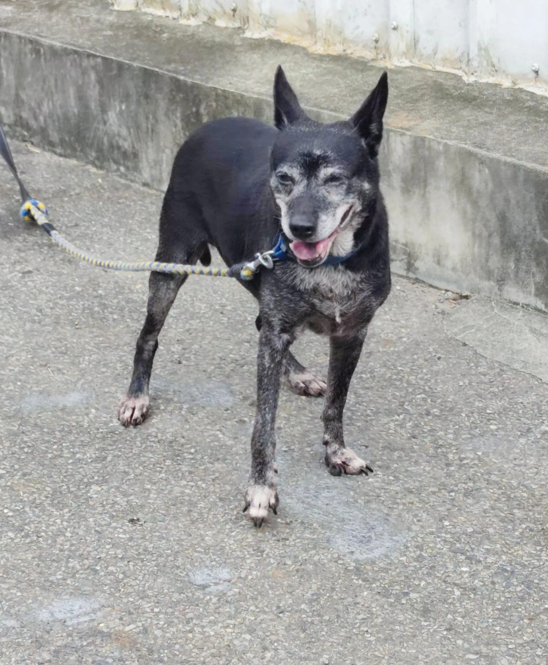 混種犬