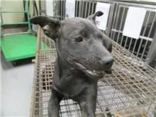 混種犬