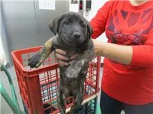 混種犬