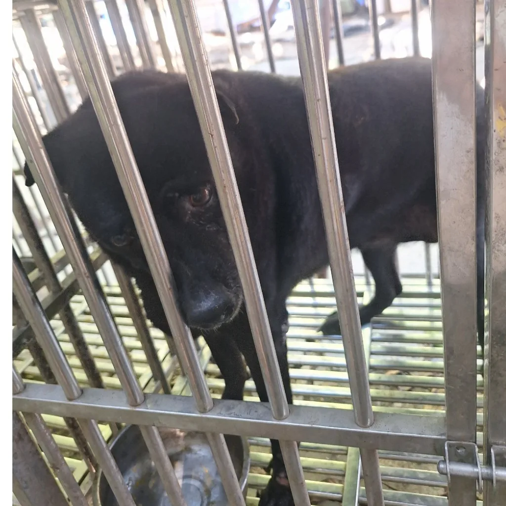 混種犬