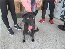 混種犬