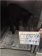 混種犬