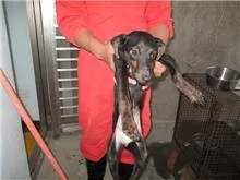 混種犬