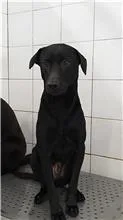 混種犬
