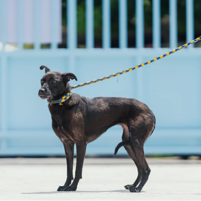 混種犬