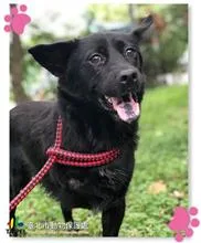 混種犬