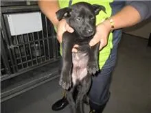 混種犬